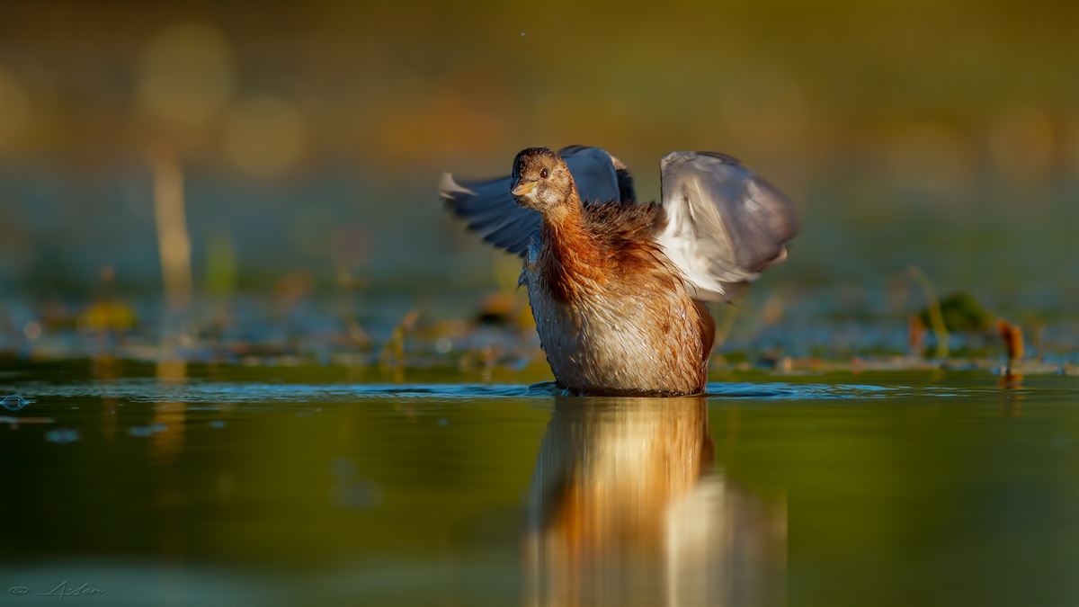 Little Grebe