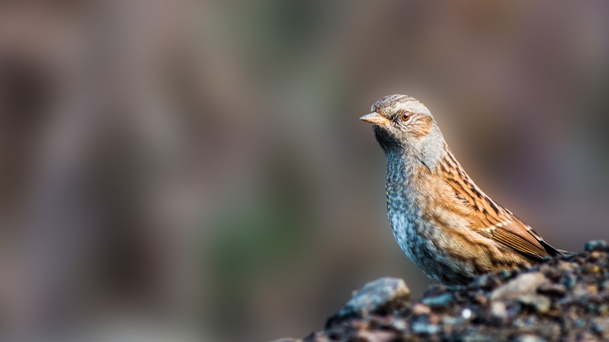 Dunnock