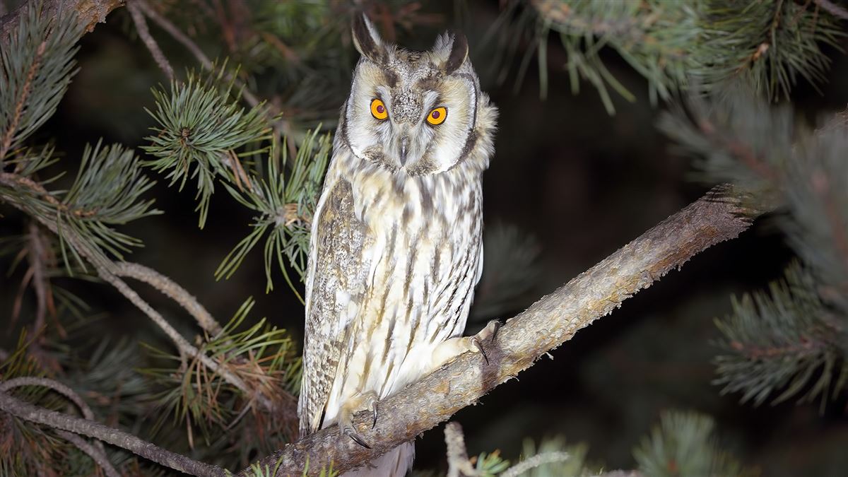 Long-eared Owl