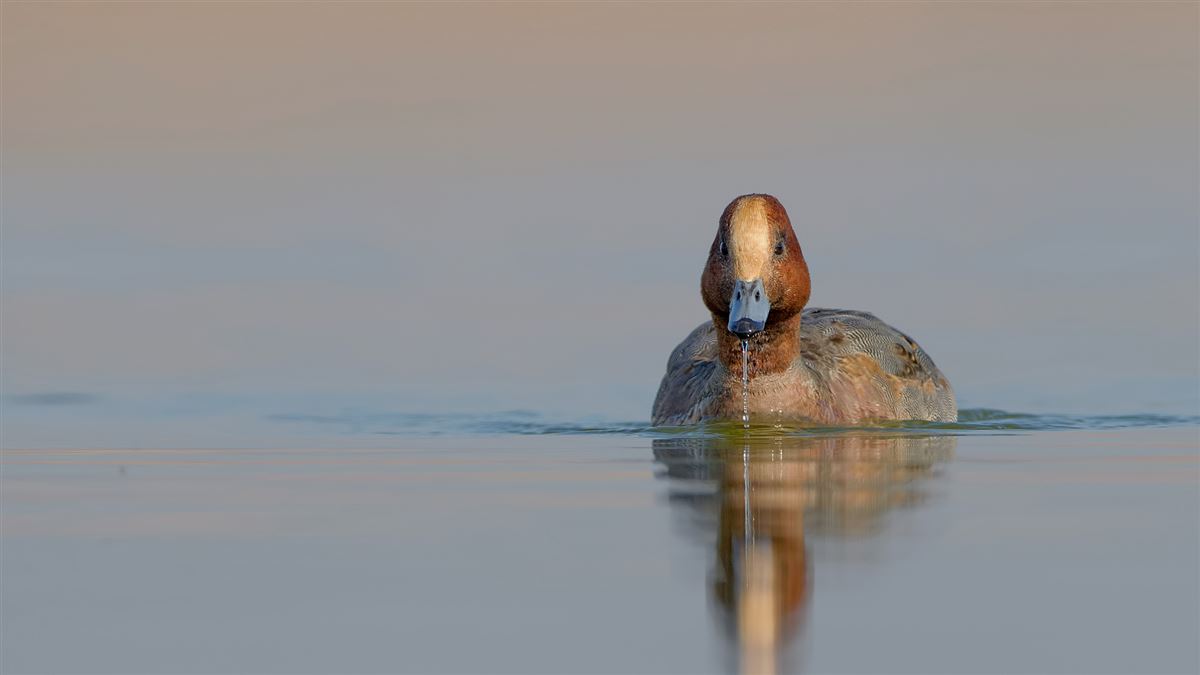Eurasian Wigeon