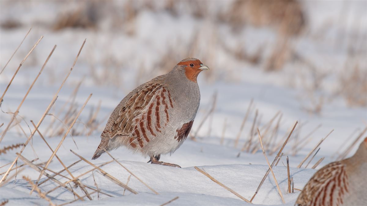 Grey Partridge