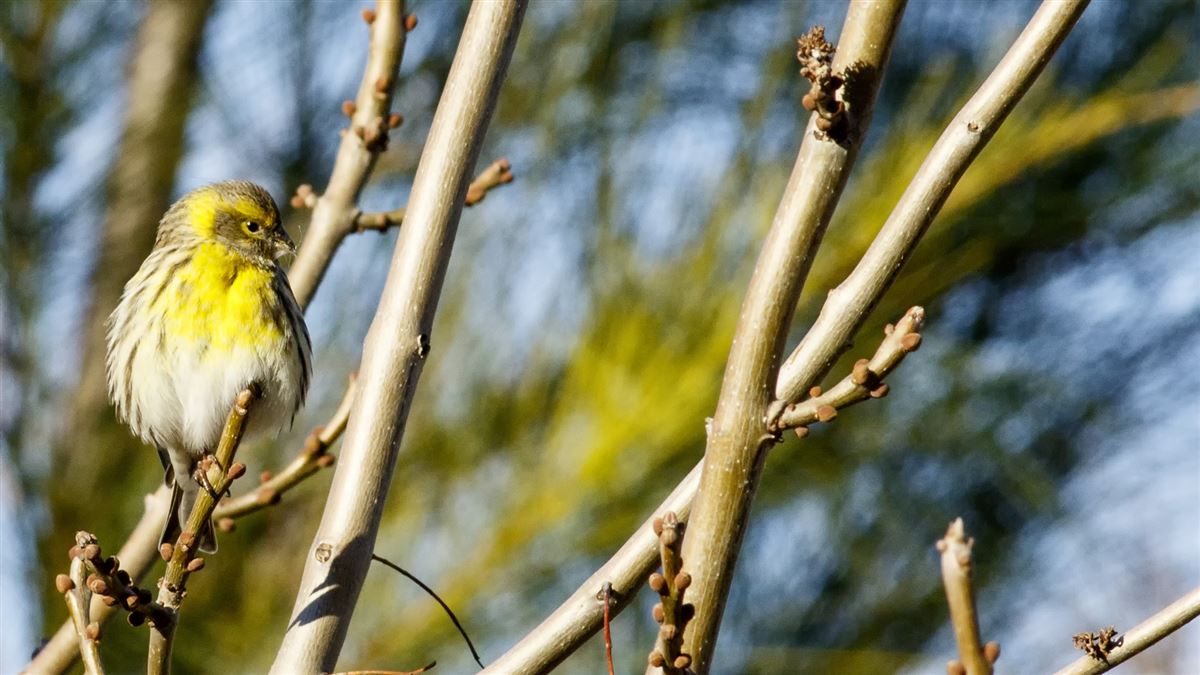 European Serin