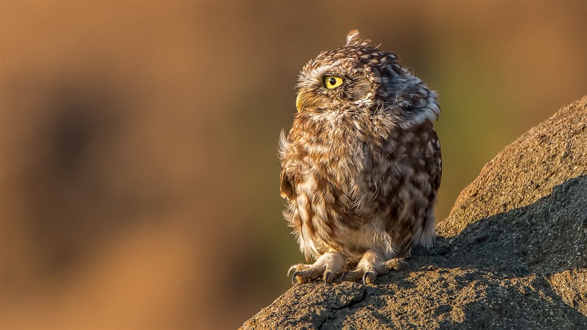 Little Owl