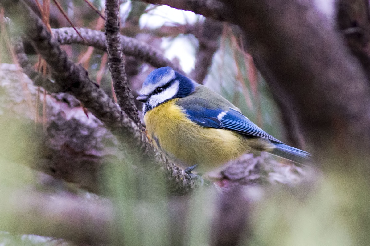 Eurasian Blue Tit