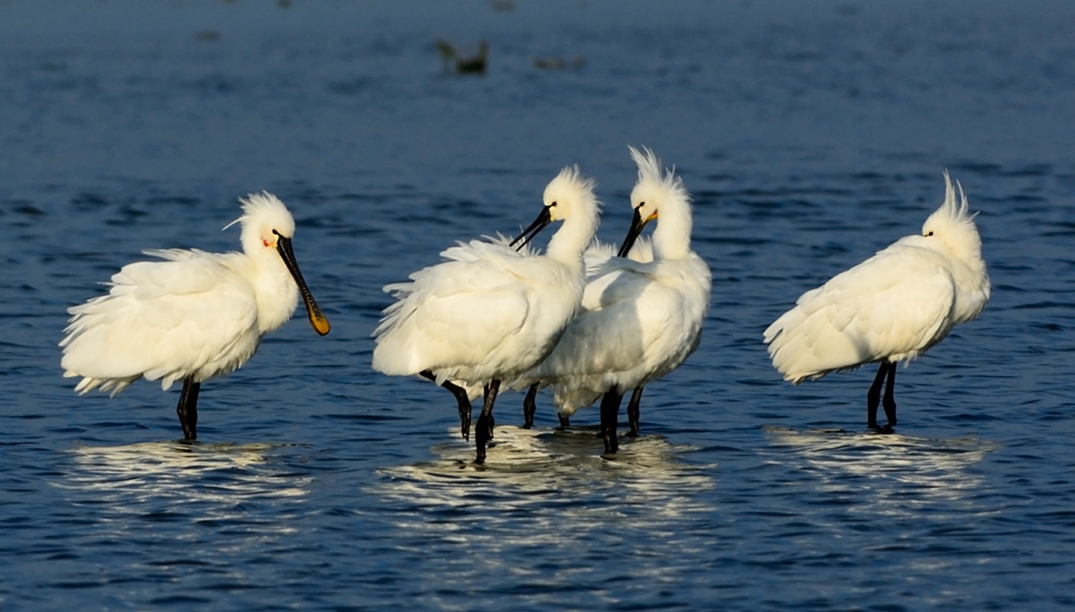 Eurasian Spoonbill