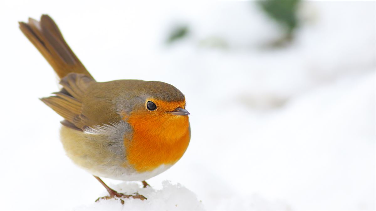 European Robin