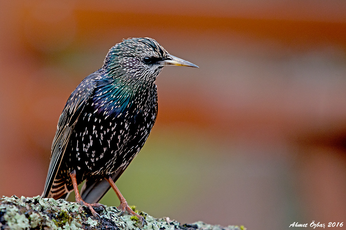 Common Starling
