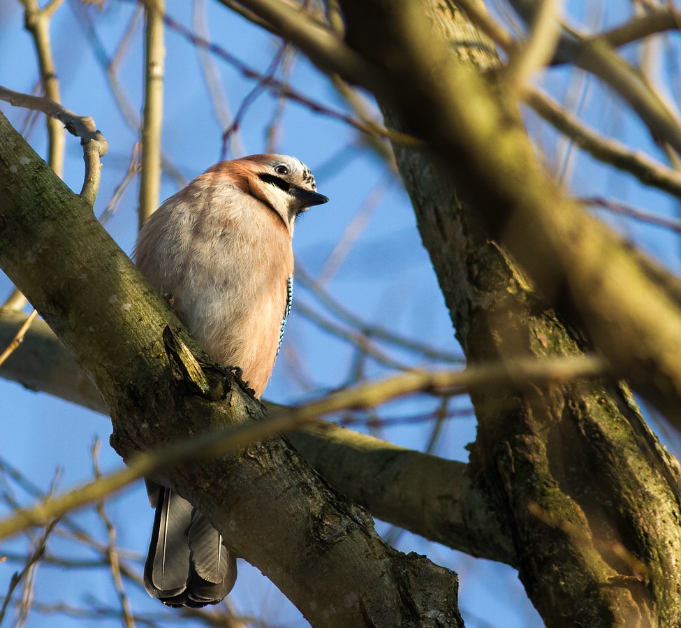 Eurasian Jay