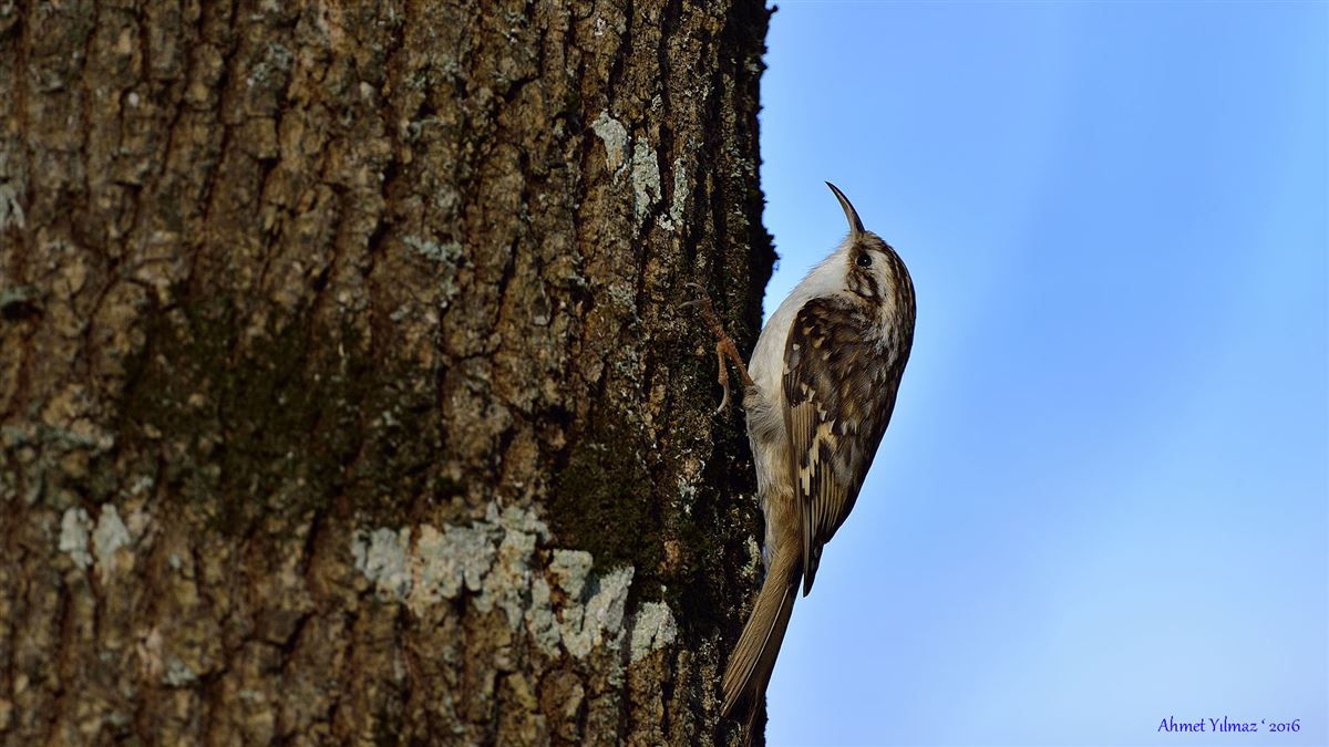 Short-toed Treecreeper
