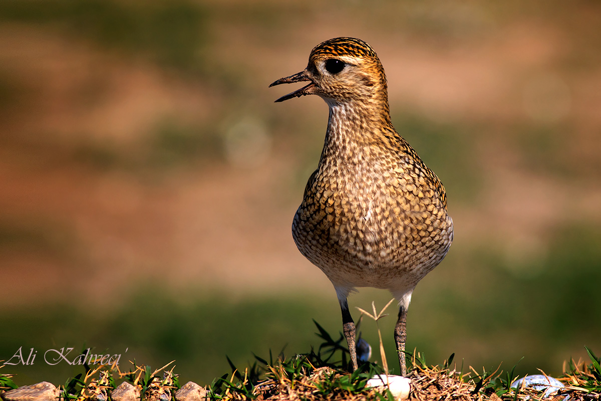 European Golden Plover