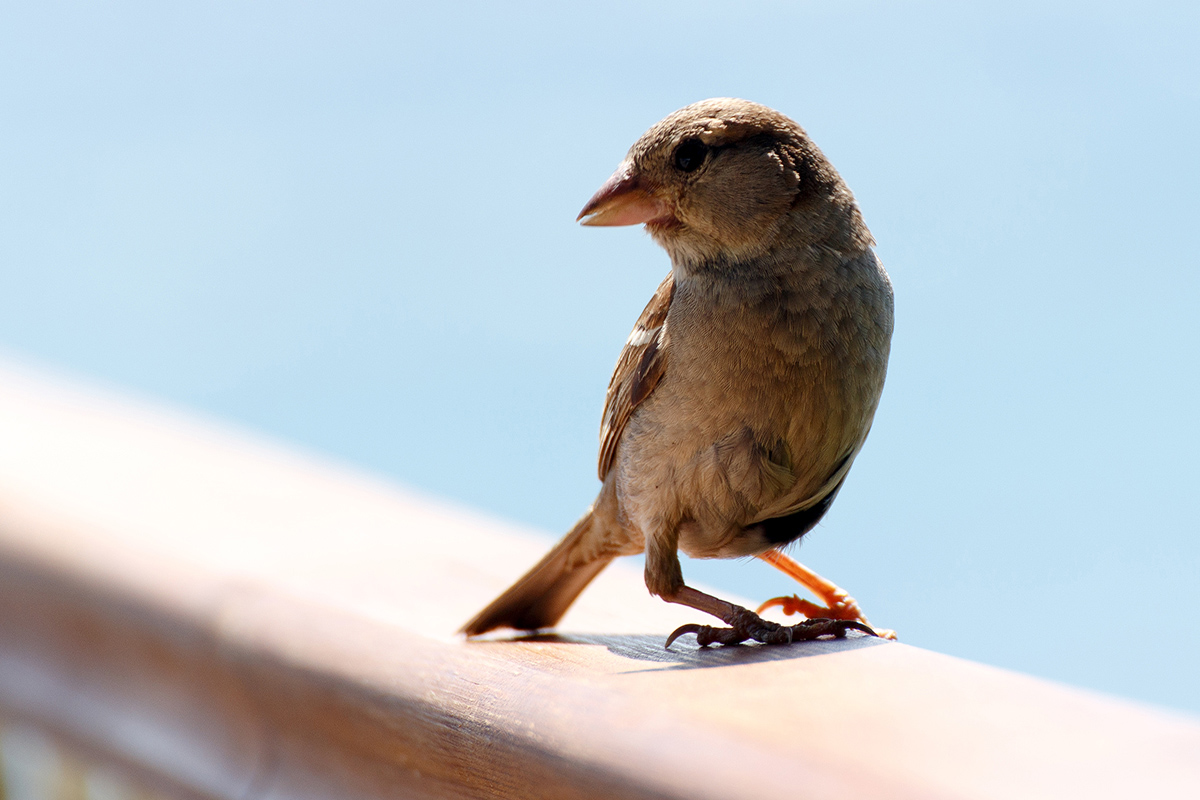 House Sparrow