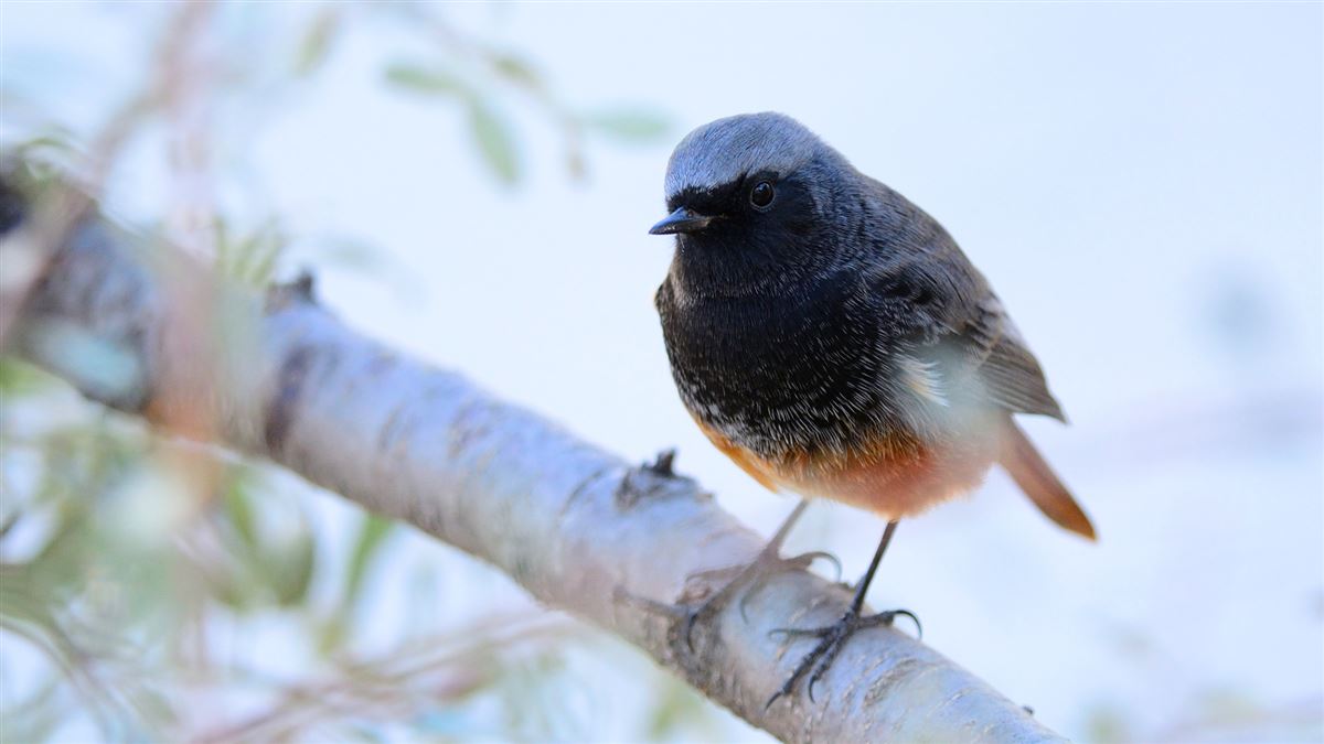 Black Redstart