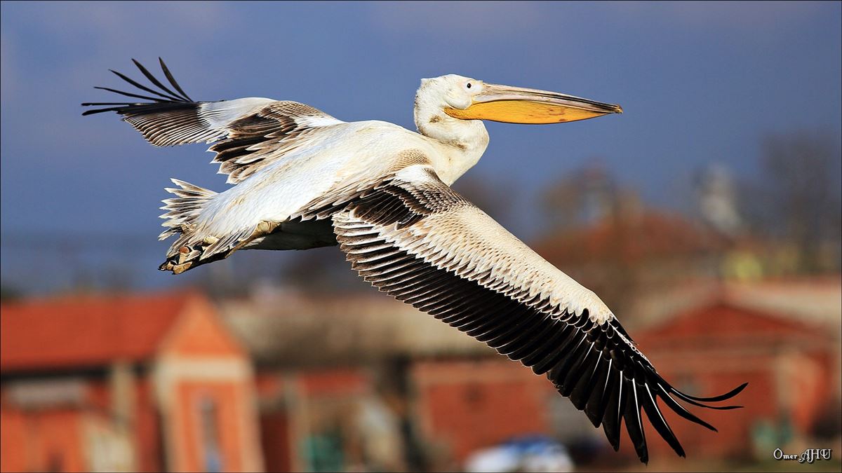 Great White Pelican