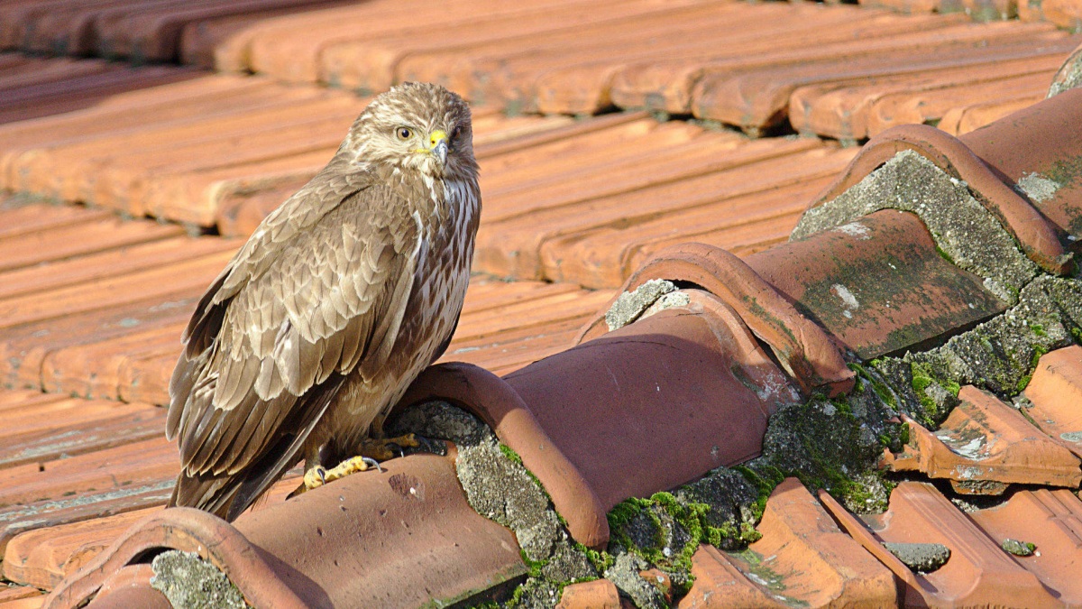 Common Buzzard