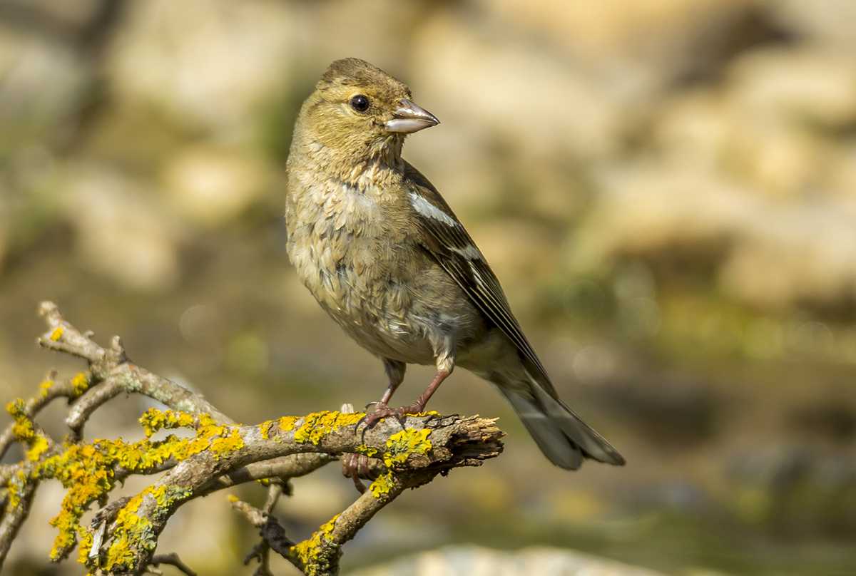 Eurasian Chaffinch