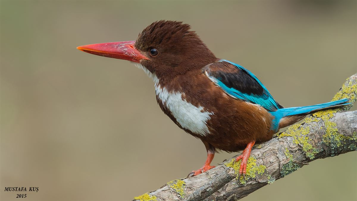 White-throated Kingfisher