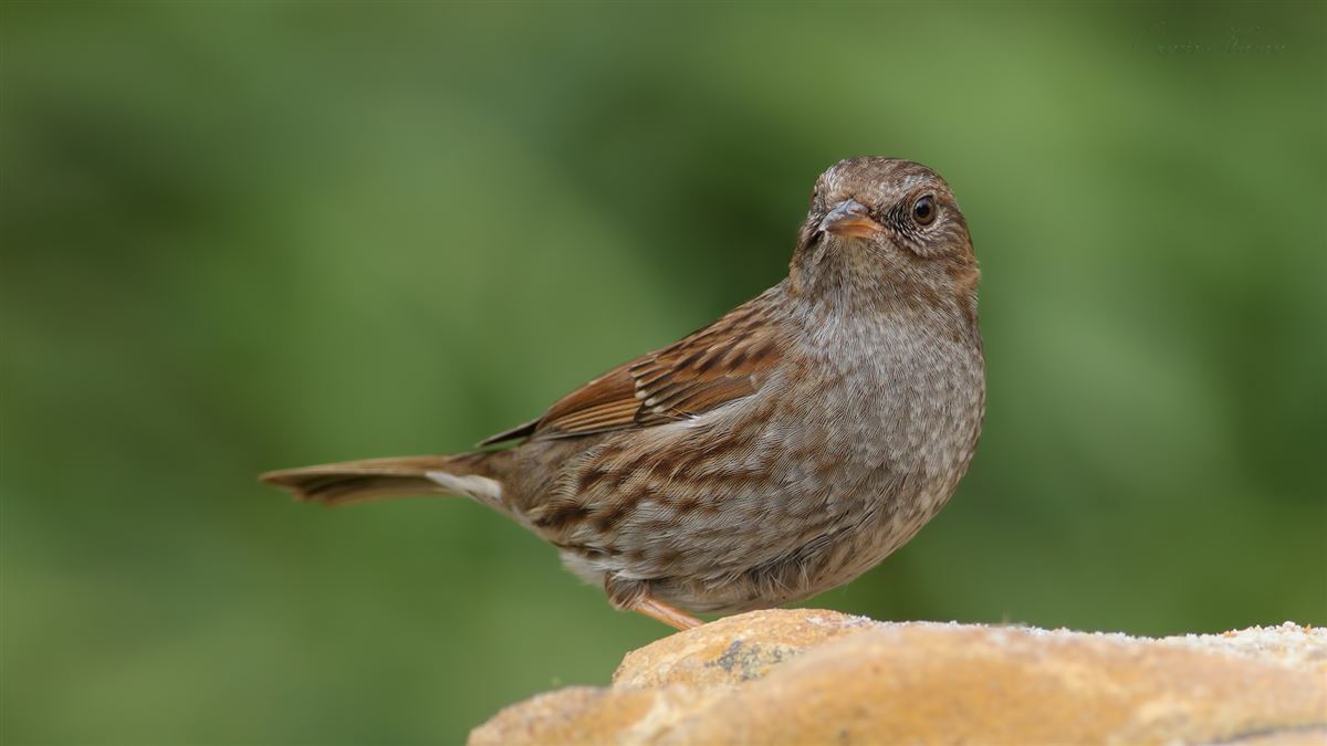 Dunnock