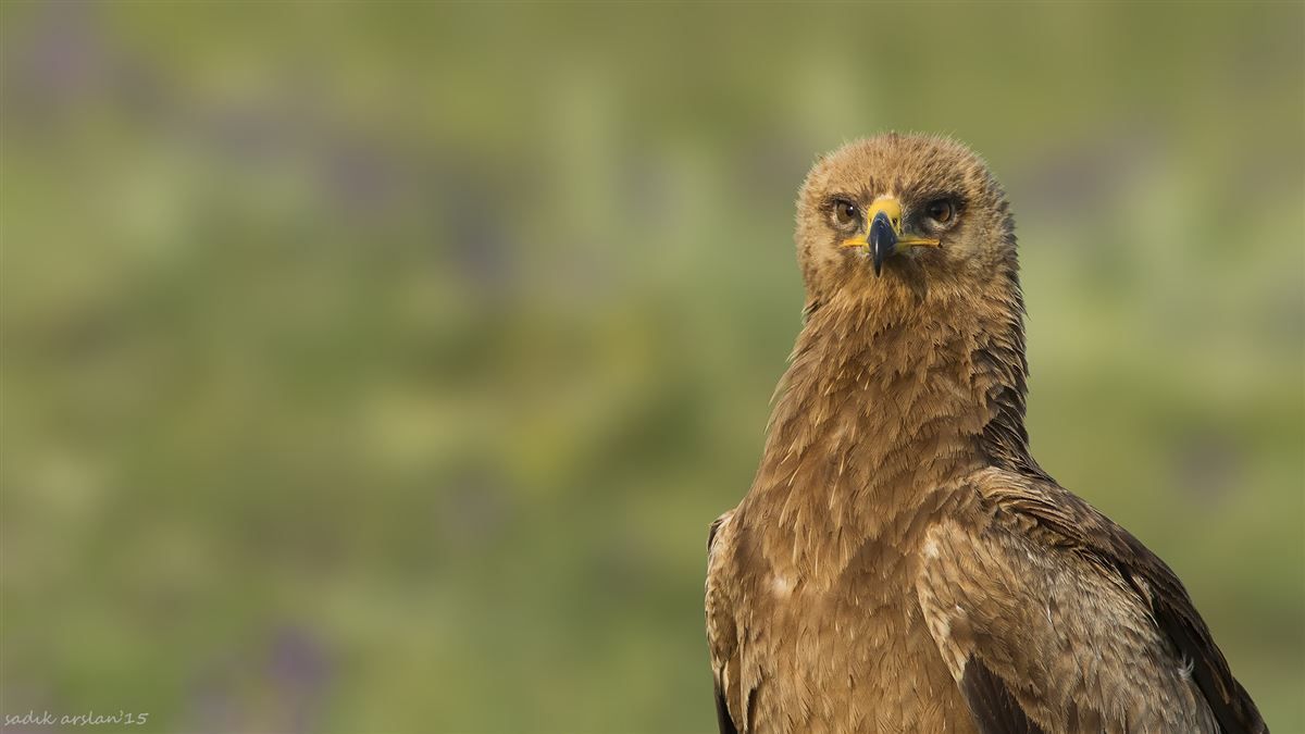 Lesser Spotted Eagle