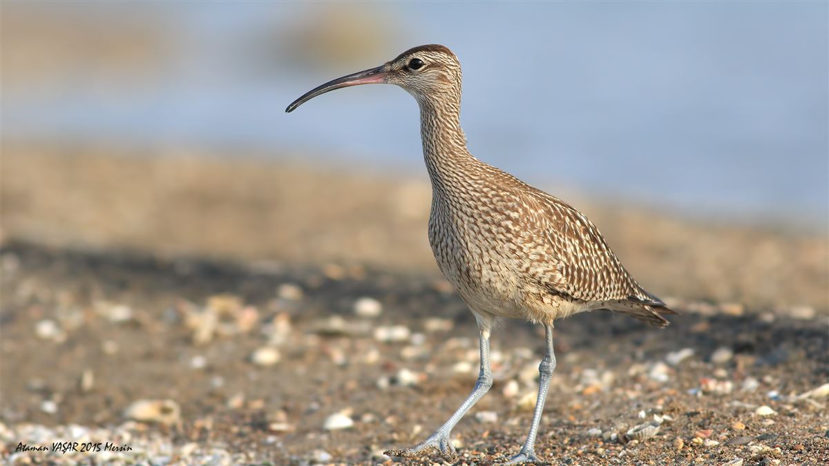 Eurasian Whimbrel