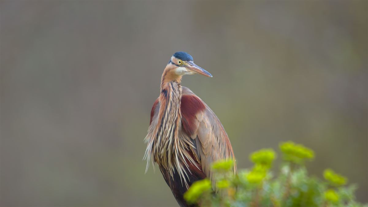 Purple Heron