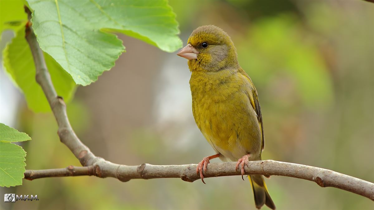 European Greenfinch