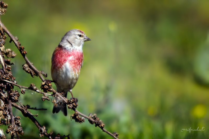 Common Linnet