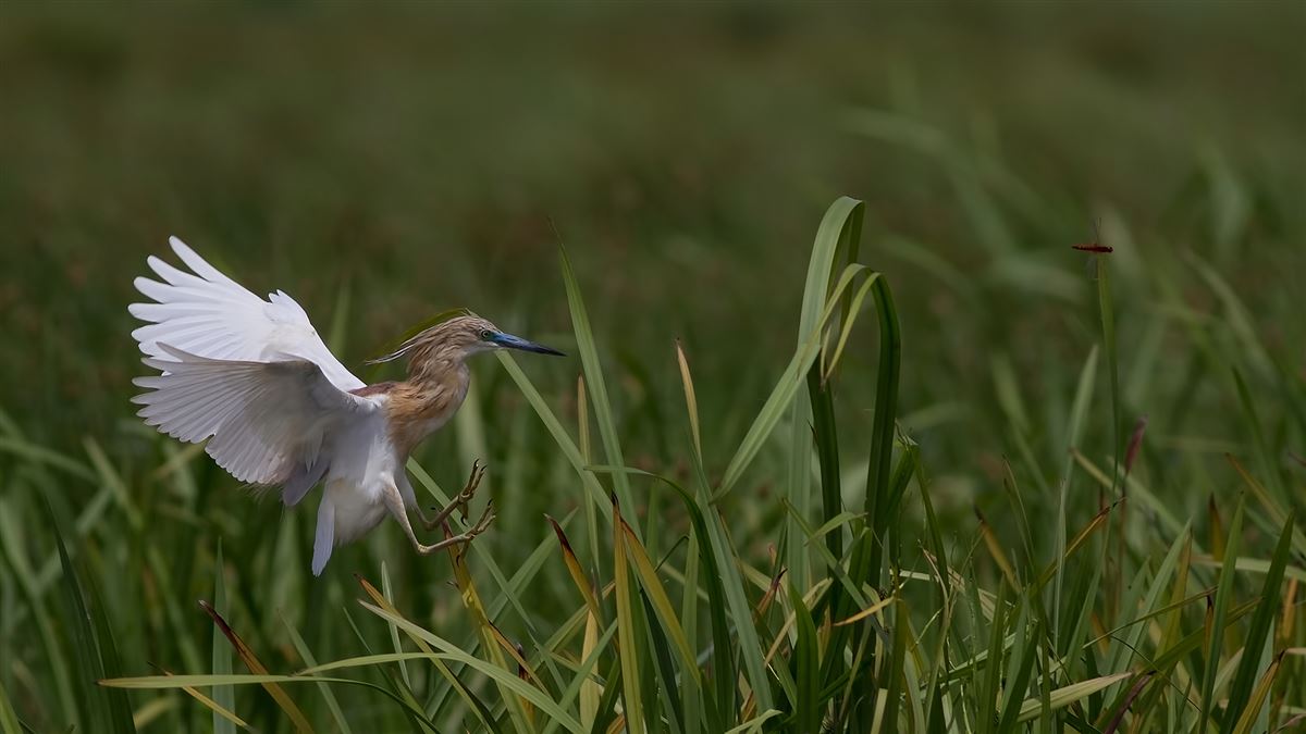 Squacco Heron