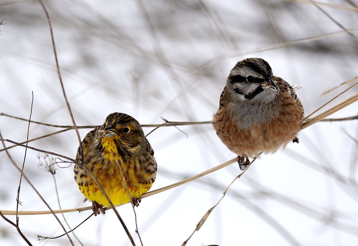 Rock Bunting