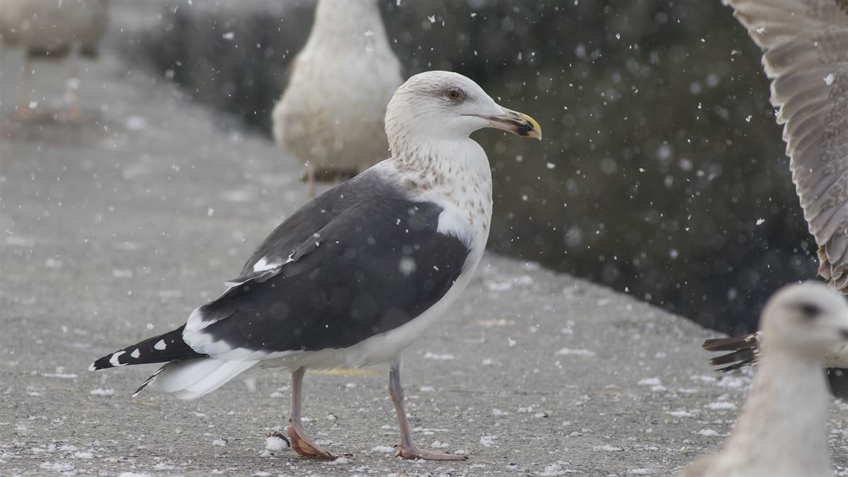 Great Black-backed Gull