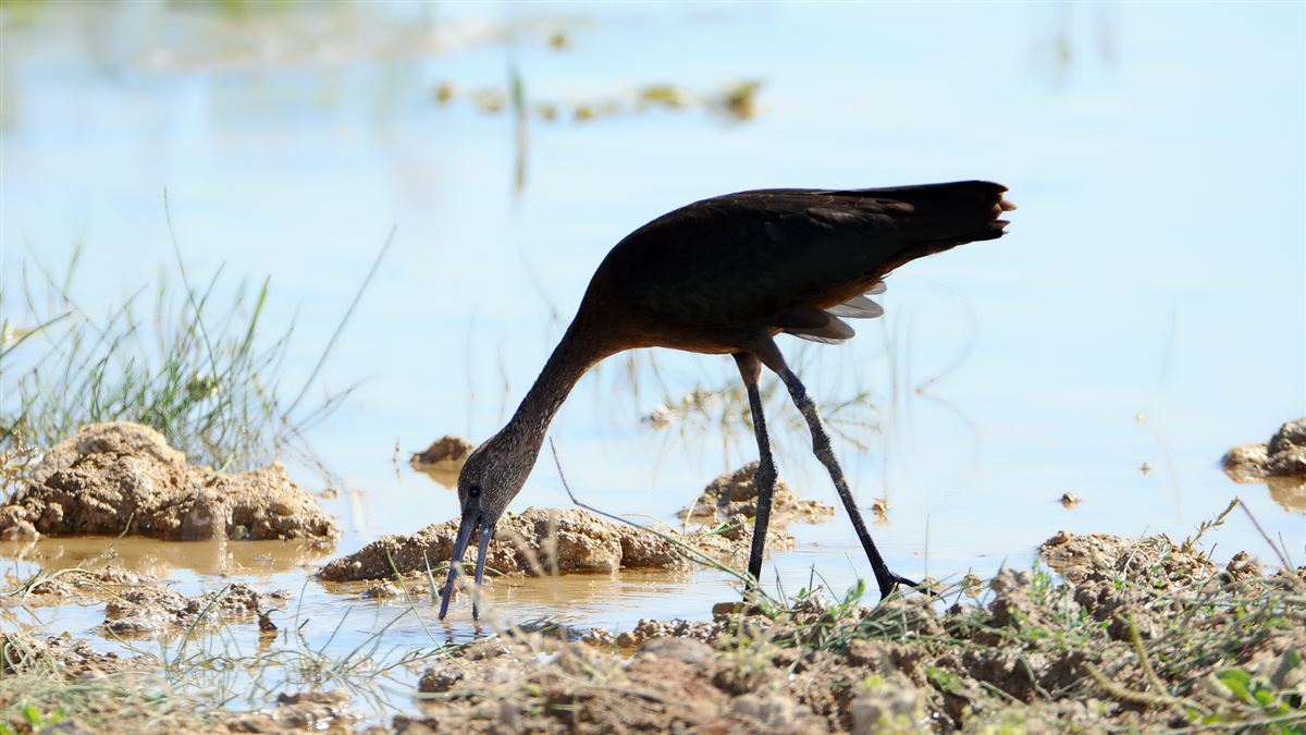 Glossy Ibis