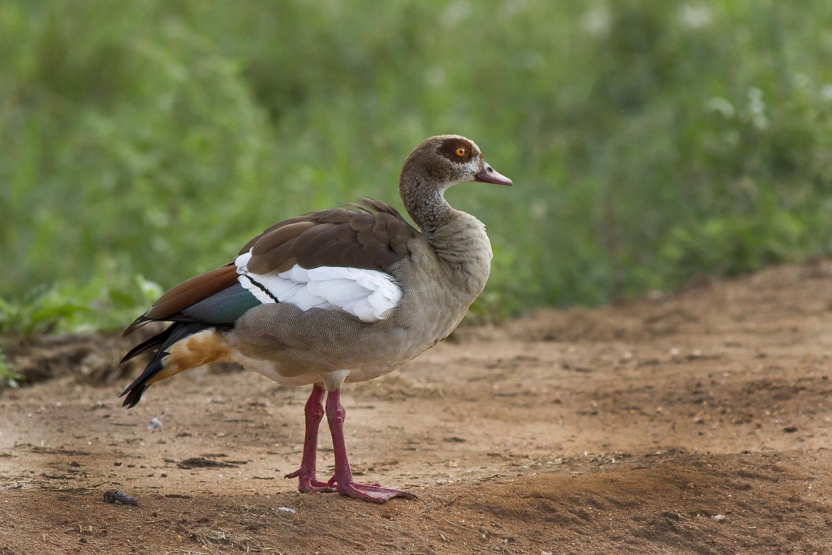 Egyptian Goose