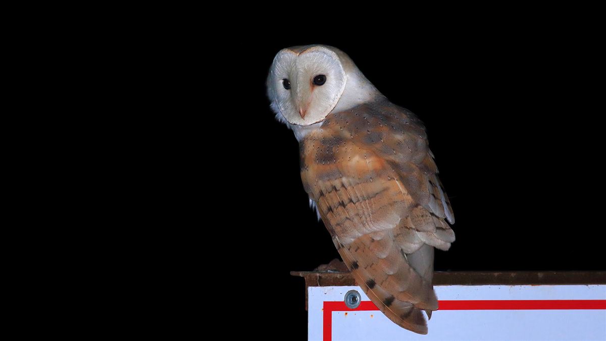 Western Barn Owl