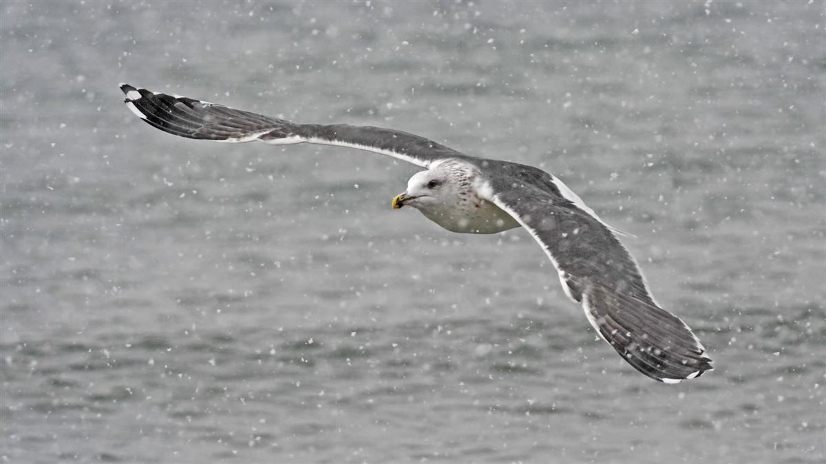 Great Black-backed Gull