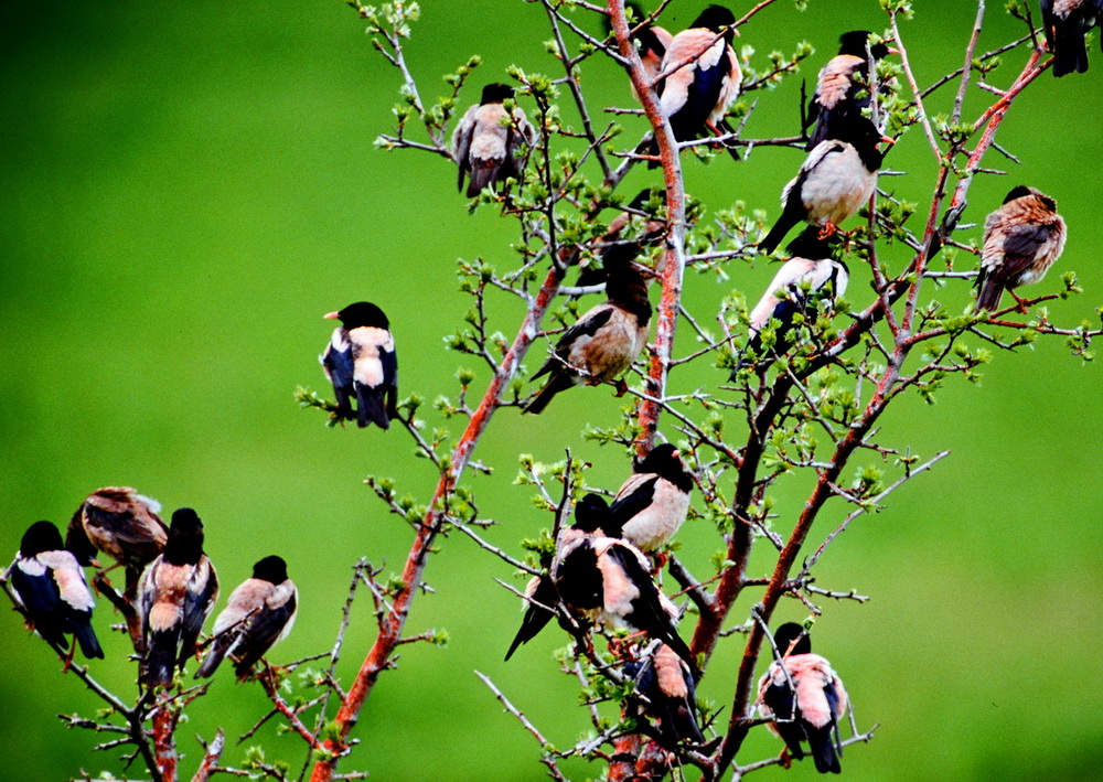 Rosy Starling
