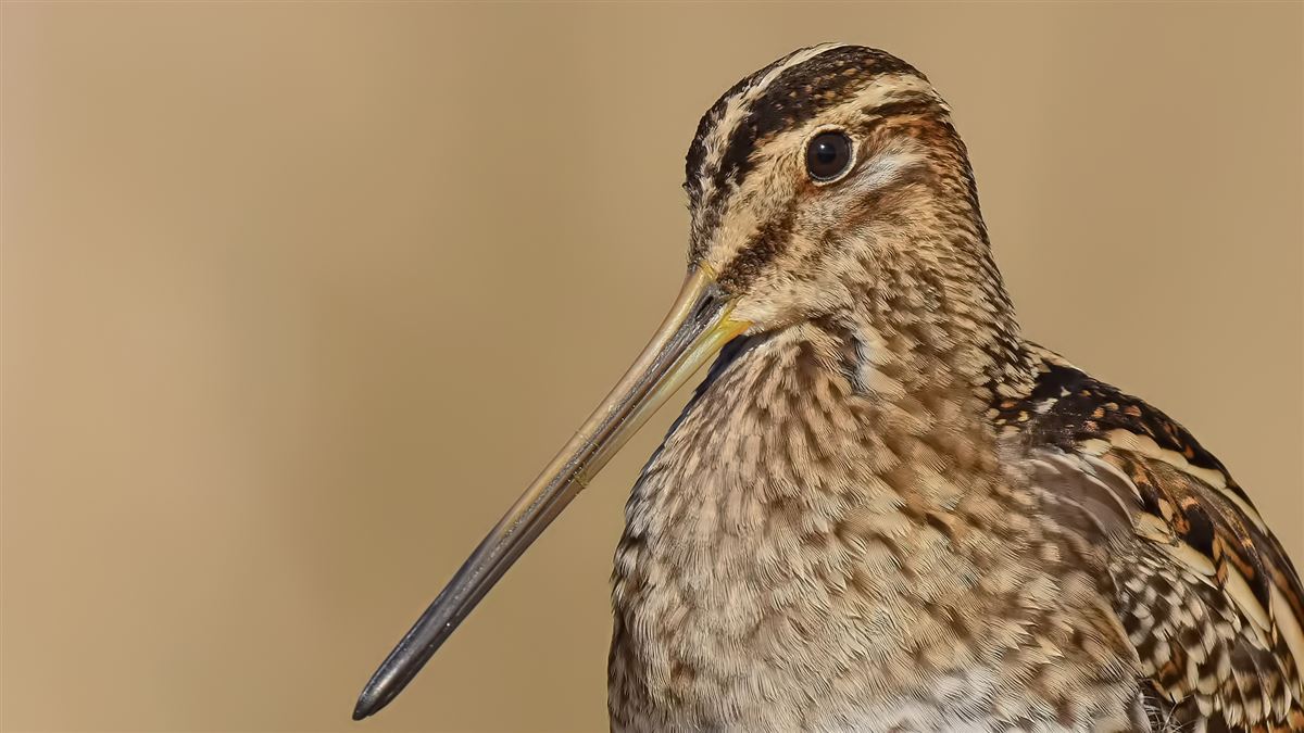 Common Snipe