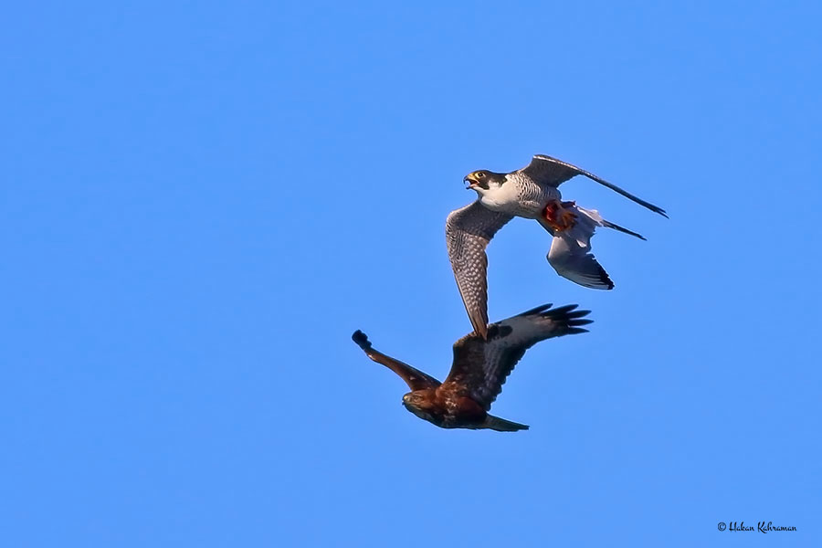 Peregrine Falcon