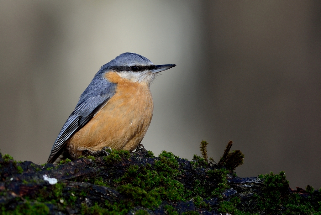 Eurasian Nuthatch