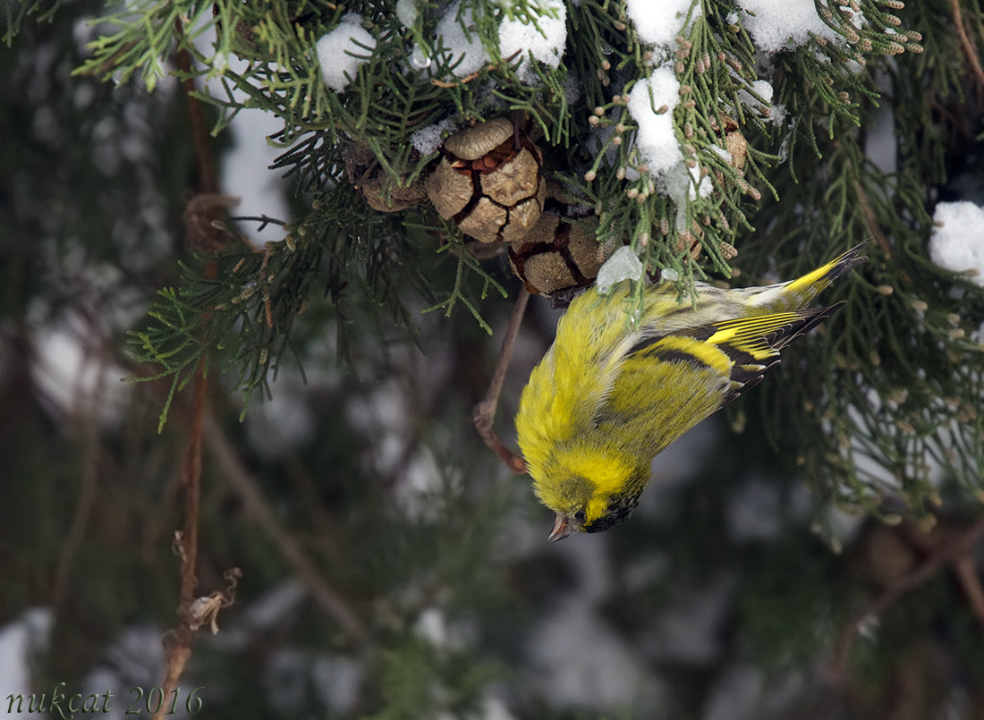 Eurasian Siskin