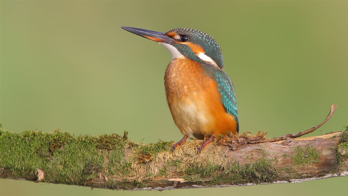 Common Kingfisher