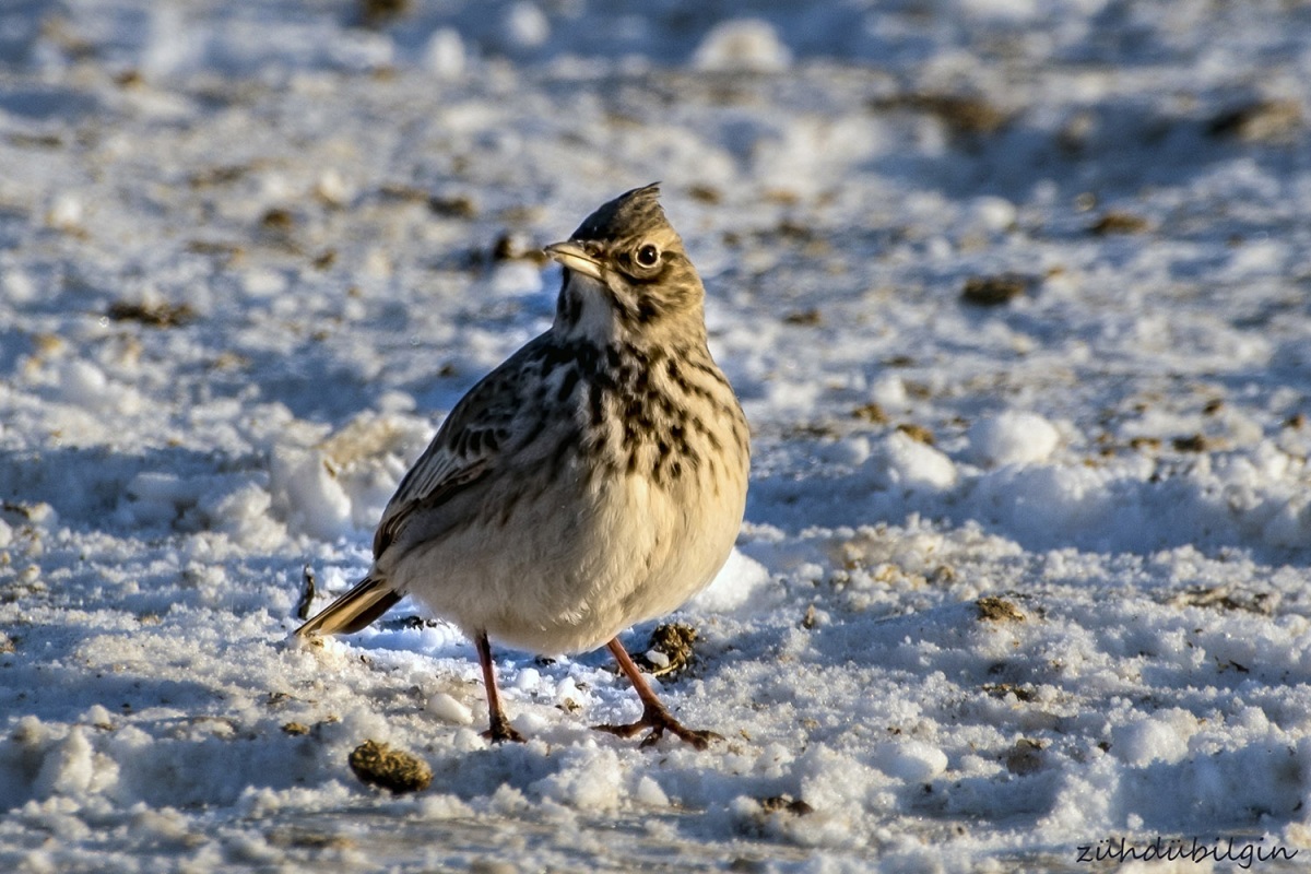 Crested Lark