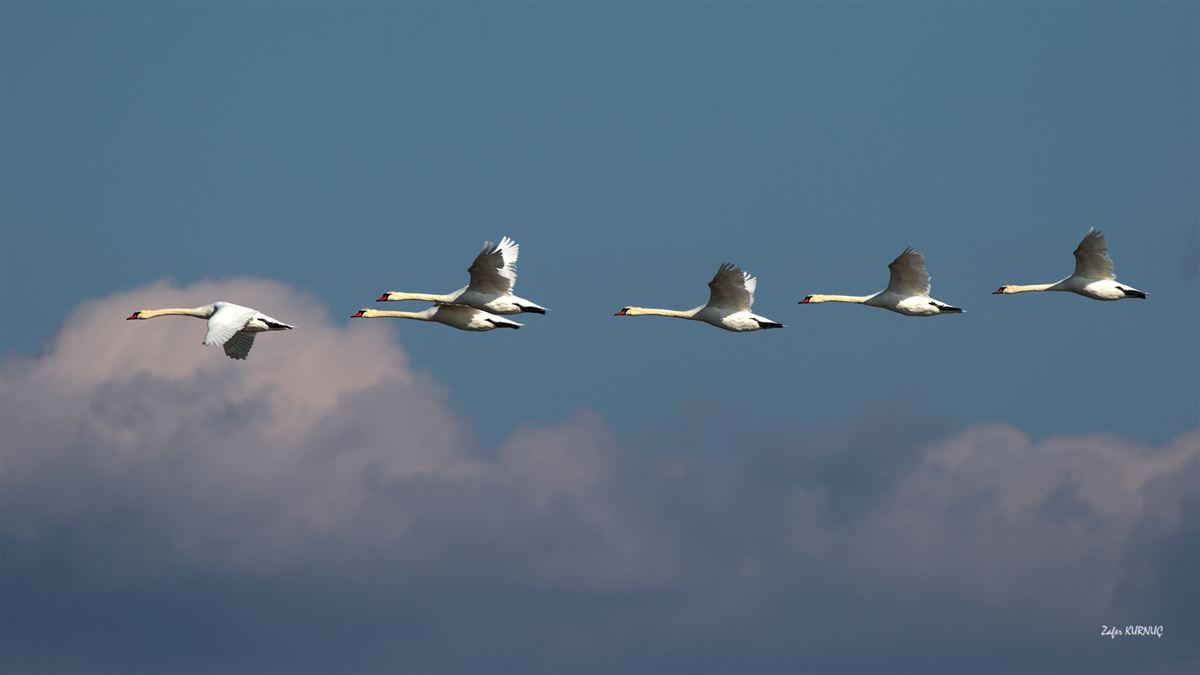 Mute Swan