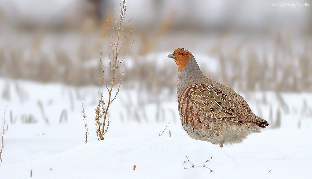 Grey Partridge