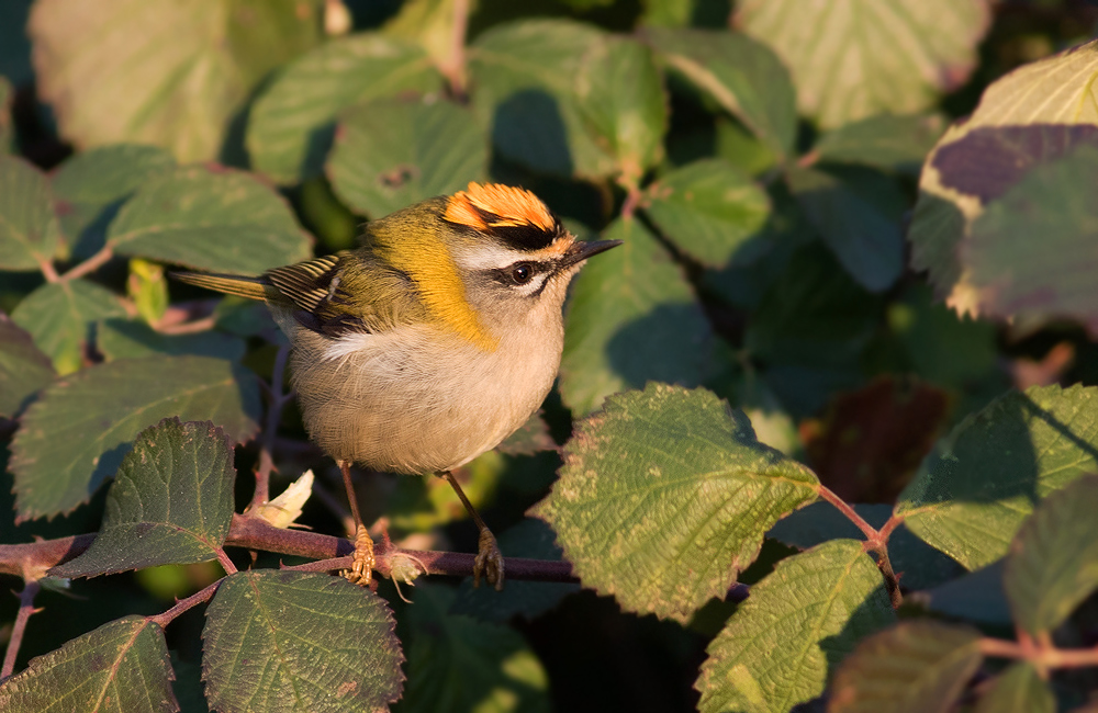 Common Firecrest