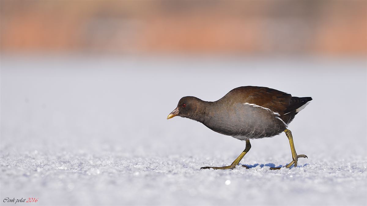 Common Moorhen