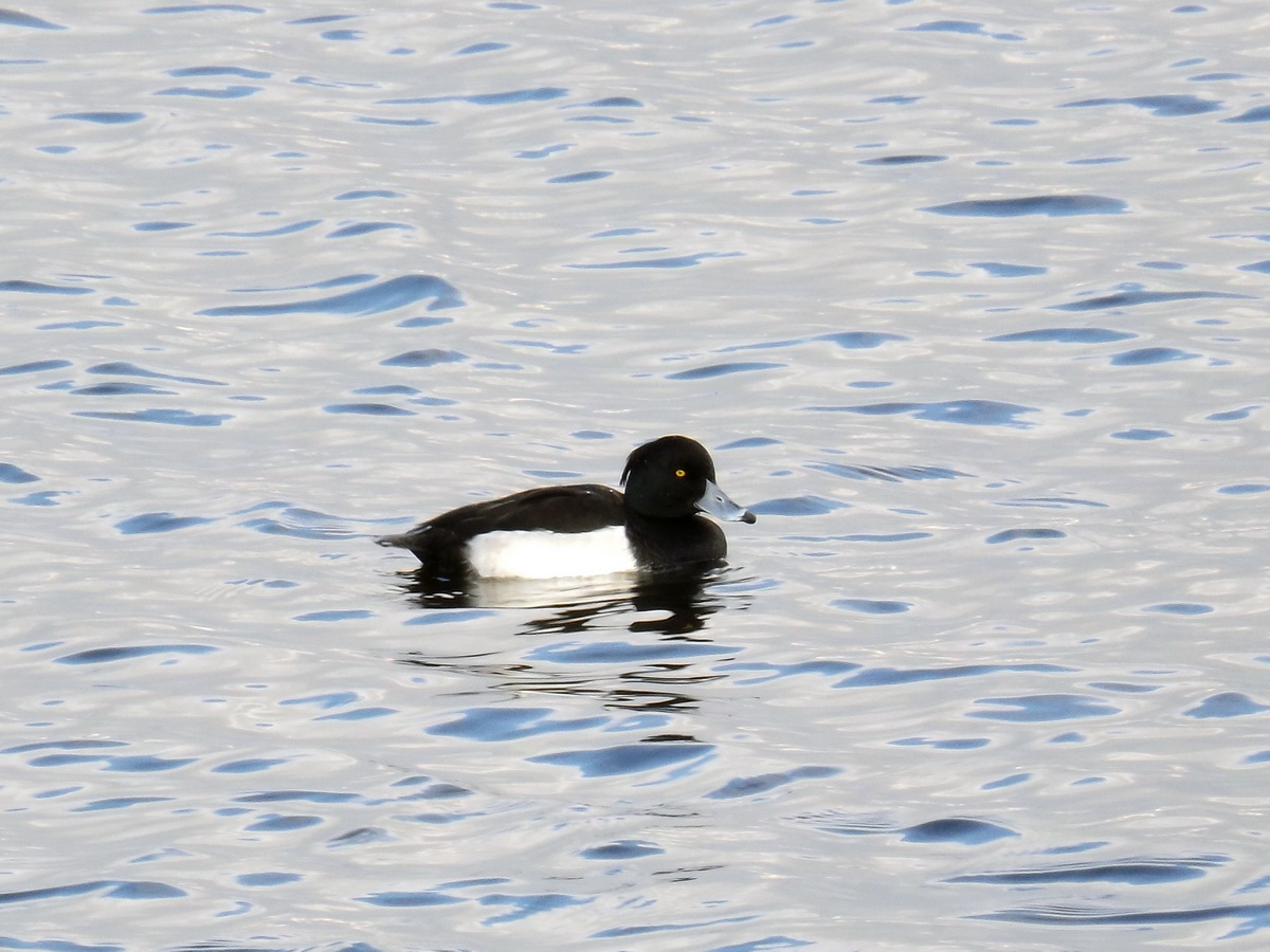 Tufted Duck
