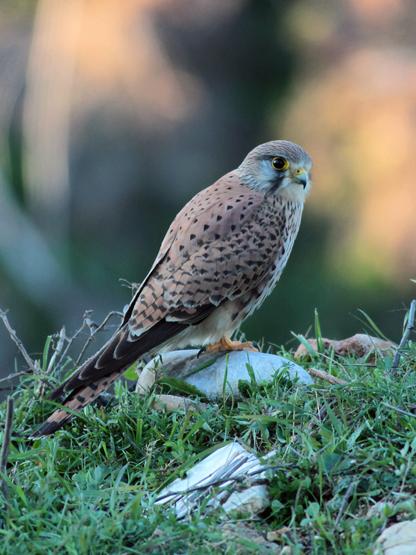 Common Kestrel