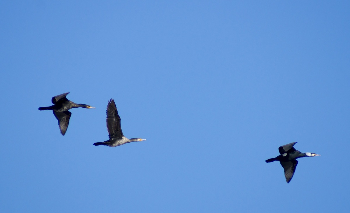 Great Cormorant