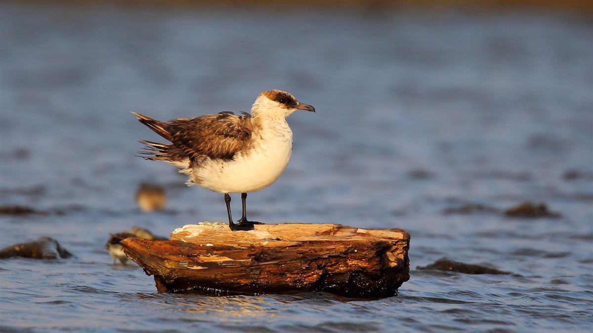 Parasitic Jaeger