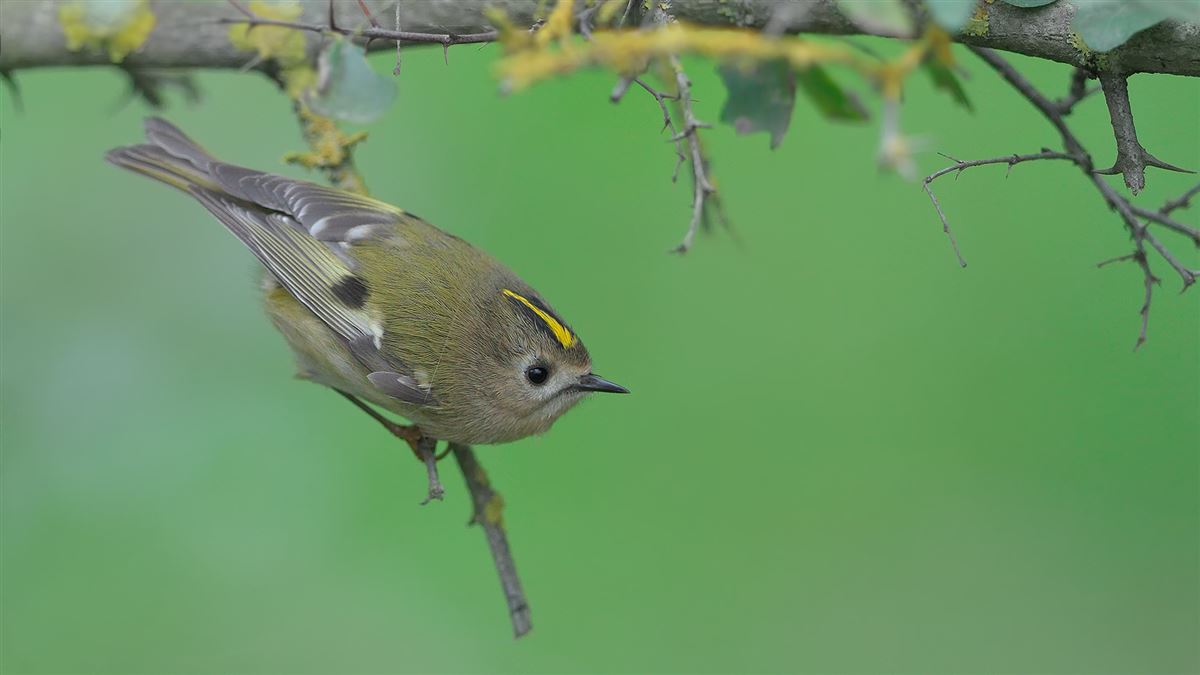 Goldcrest