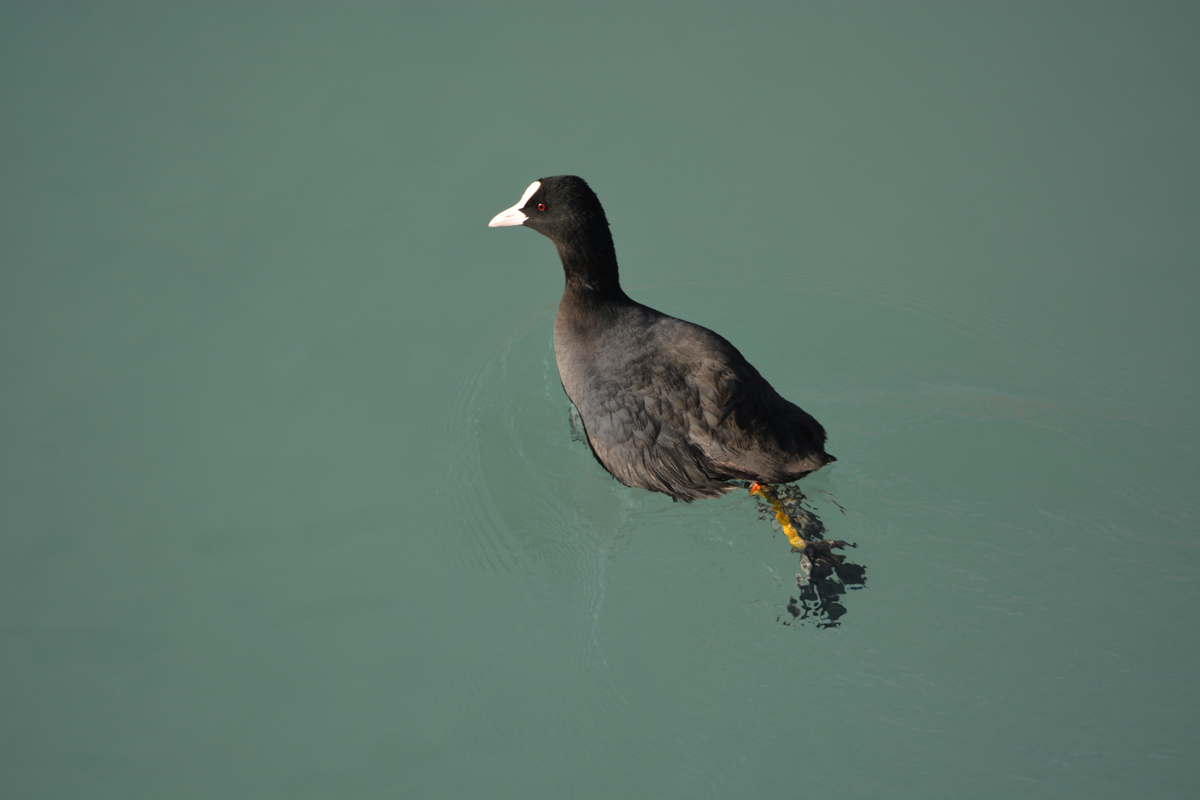 Eurasian Coot